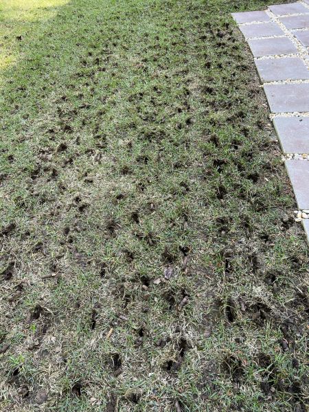 Grass Aeration Service - Grass Aeration Service Modesto, California