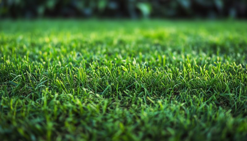 Bentgrass Sod Installation in Aiken, SC