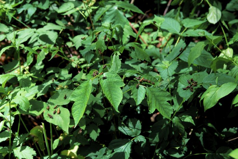 Poison Ivy Removal in Allentown, PA