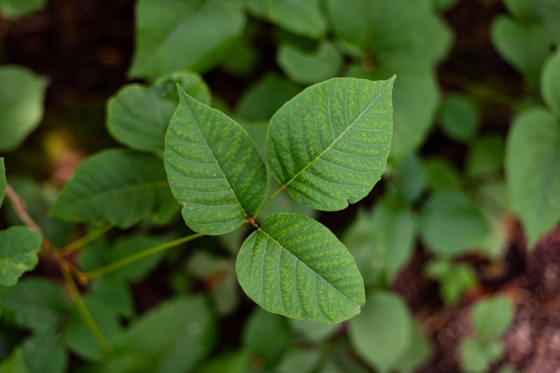 Poison Oak Removal in Lancaster, PA
