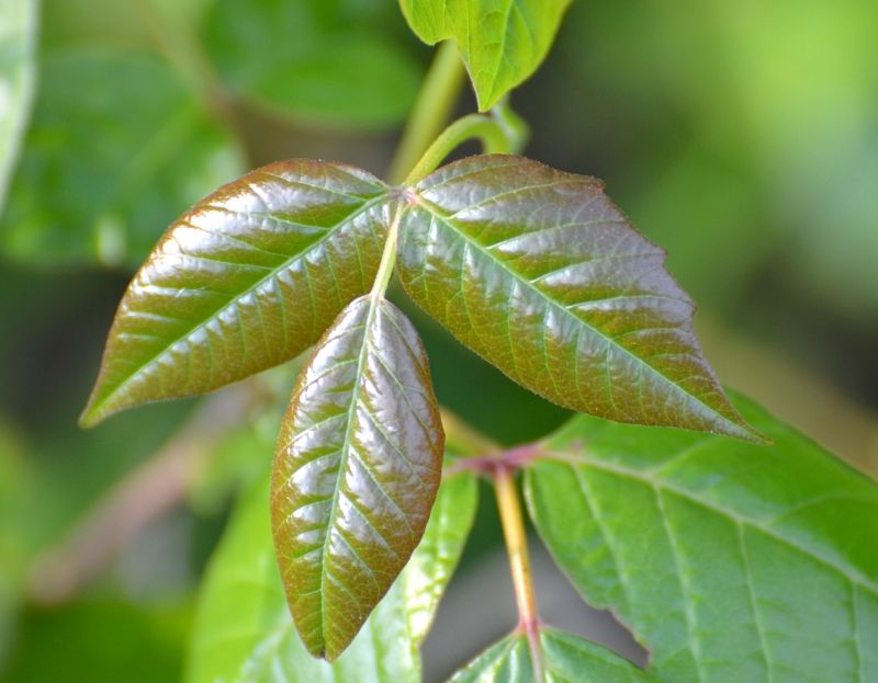 Poison Oak Removal in West Chester, PA