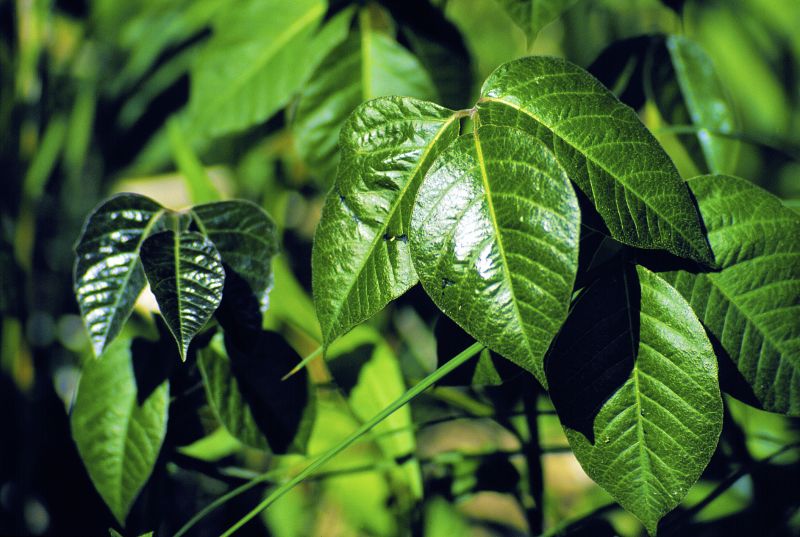 Poison Oak Removal in Harford County, MD