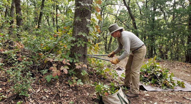 Poison Oak Removal in Allentown, PA