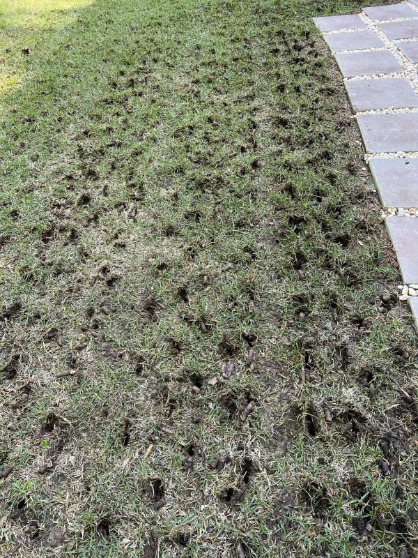 Post-Aeration Lawn Care