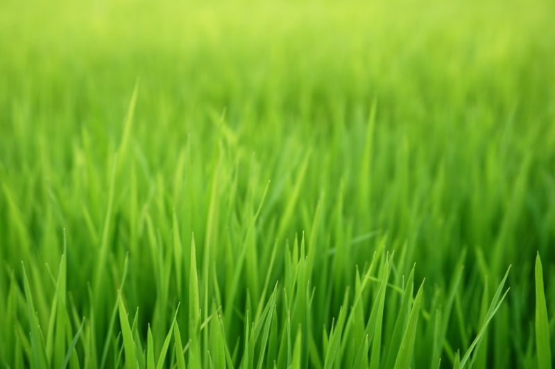 Residential Lawn Seeding in Honolulu, HI